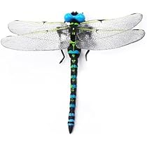 ㊸大きめ苗! 青鬼❣️ちょこん❣️ブルーバニラ❣️紅手鞠❣️発根済 メルカリ便込 青い隕石⋈ @東方紅楼夢き-06b on X: 